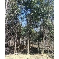 供應(yīng)大葉女貞、小葉女貞、大葉女貞苗、冬青苗、大葉女貞種子等