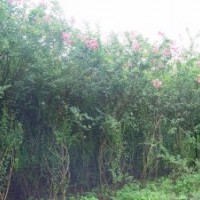 供應(yīng)紫薇榕樹苗木樹樁
