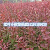 紅葉小檗苗四季長紅的紅葉小檗工程苗江蘇紅葉小檗小苗價(jià)格