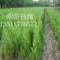 拋售：龍柏，蜀檜，西湖海棠，金葉女貞，紅葉小檗