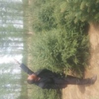 旱柳旱柳 樟子松樟子松 鋪地柏鋪地柏等出售