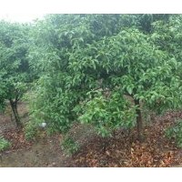 夾竹桃、紫薇、楓香、杜英、木荷