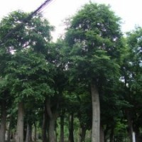大量供應(yīng)樸樹