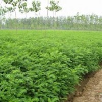 紫穗槐各種規(guī)格都有