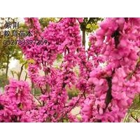 江蘇海桐火棘供應(yīng)價(jià)格，紅葉李紅葉碧桃沭陽(yáng)欒樹批發(fā)價(jià)格