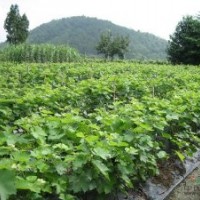 供應(yīng)山西葡萄苗，嫁接的葡萄苗，葡萄樹