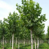 法桐種植防護(hù)林種植