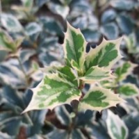 【刺桂】銀邊金邊彩葉桂 珍貴桂花 太極花木盆栽 鮮花苗 50棵起售