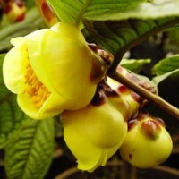 【四季金花茶】 珍貴品種 一級保護(hù)植物 品種保證 植物中的大熊貓