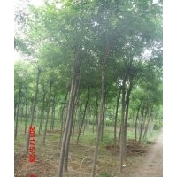 國(guó)槐山西國(guó)槐山東國(guó)槐國(guó)槐價(jià)格