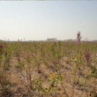 出售大葉紫丁香