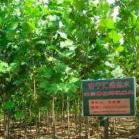 河南速生法桐樹苗8公分法桐報(bào)價(jià)