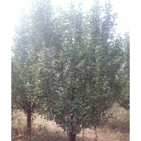 供應(yīng)京紅海棠樹