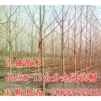 濟(jì)寧匯盛法桐價(jià)格速生法桐6-12公分法桐報(bào)價(jià)