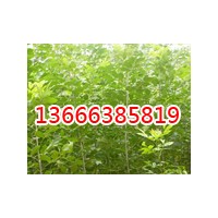 山東毛白楊出圃價格,毛白楊最新報價,大規(guī)格毛白楊價格