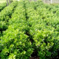 河南檜柏價(jià)格，雪松價(jià)格，紫荊價(jià)格，木槿價(jià)格，紅花繼木價(jià)格，金