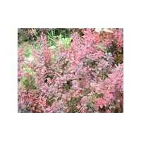 日紅苗木、黑麥苗木、紅葉石楠苗木、花生苗木、金葉女貞苗木基地