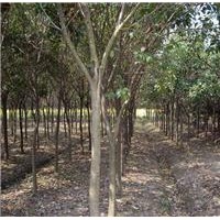 綠化苗木櫸樹(shù)、樸樹(shù)、香樟、欒樹(shù)、無(wú)患子、樂(lè)昌含笑、香泡樹(shù)、石