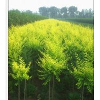 出售；火炬樹、速生柳、金絲柳、垂柳、饅頭柳、漳河柳、旱柳，青