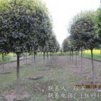 四川高桿桂花基地長(zhǎng)期低價(jià)批發(fā)高分枝桂花樹_高分枝丹桂_四川高桿