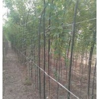 國(guó)槐價(jià)格嫁接后國(guó)槐管理