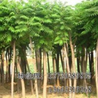 優(yōu)質(zhì)的千頭椿長期供應(yīng)