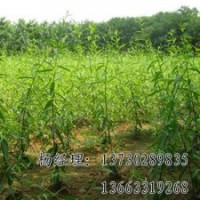 河北速生柳苗木基地，大型速生柳苗木基地