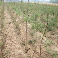 山東臻樟園林長期種植阿根廷奶油南瓜苗木/冬青苗木