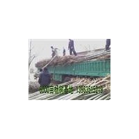 毛白楊價格-千頭椿樹-１０７-柳樹-國槐-法桐苗木