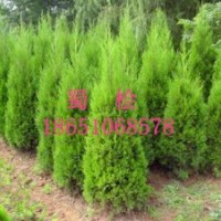 沭陽龍柏園、沭陽賣龍柏、沭陽賣蜀檜、沭陽賣地柏、沭陽賣側(cè)柏