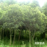 大量出售大葉女貞