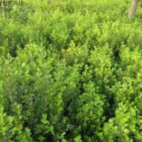 金葉莜_刺柏_塔柏_沙地柏_側(cè)柏_黃楊