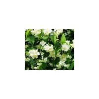 紅王子錦帶、四季錦帶、紅王子錦帶、四季錦帶、太平花、木繡球、