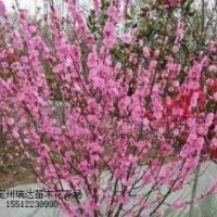 金葉榆_紅葉碧桃_猥實_連翹_金銀木_沙地柏