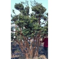 湖南省沅江市賽偉苗木向廣大朋友長(zhǎng)期大量供應(yīng)各種規(guī)格茶花。