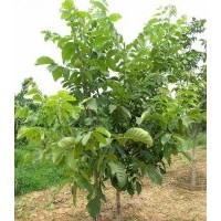 核桃苗 山楂苗 蘋果苗 桃樹苗 梨樹苗 油桃苗