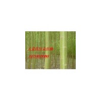 竹柳，旱柳，黃柳，金絲垂柳，垂柳，