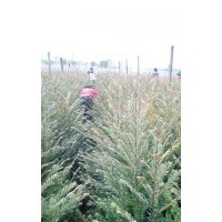 超低價(jià)處理南方紅豆杉兩年苗