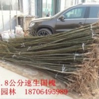 子墨景觀園林專供：白蠟、國槐、榆樹、垂柳等喬木