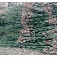 國槐苗價格，國槐行情