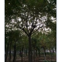 哪里有國槐，山東國槐