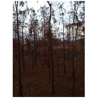 池杉基地，江蘇池杉基地