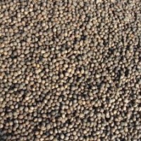 丹東紅豆杉種子|東北水杉紅豆杉苗木基地