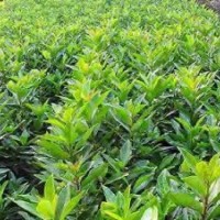 供應(yīng)1米2法青