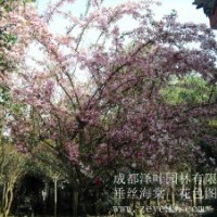 基地銷售垂絲海棠