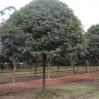 成都桂花 成都萬(wàn)樹園林最新供應(yīng)八月桂苗木 八月桂