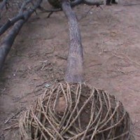 山東國(guó)槐價(jià)格。8公分國(guó)槐山東國(guó)槐基地