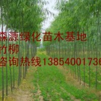 竹柳價格-哪里有竹柳小苗-竹柳小苗低價出售