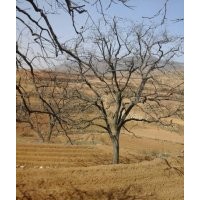 出售30-50公分柿子樹(shù)