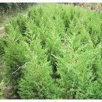 供應塔柏、蜀檜、灑金柏、龍柏、地柏